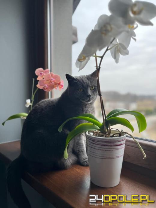 Dziś świętują wszystkie KOTY. Czytelnicy pochwalili się swoimi pupilami