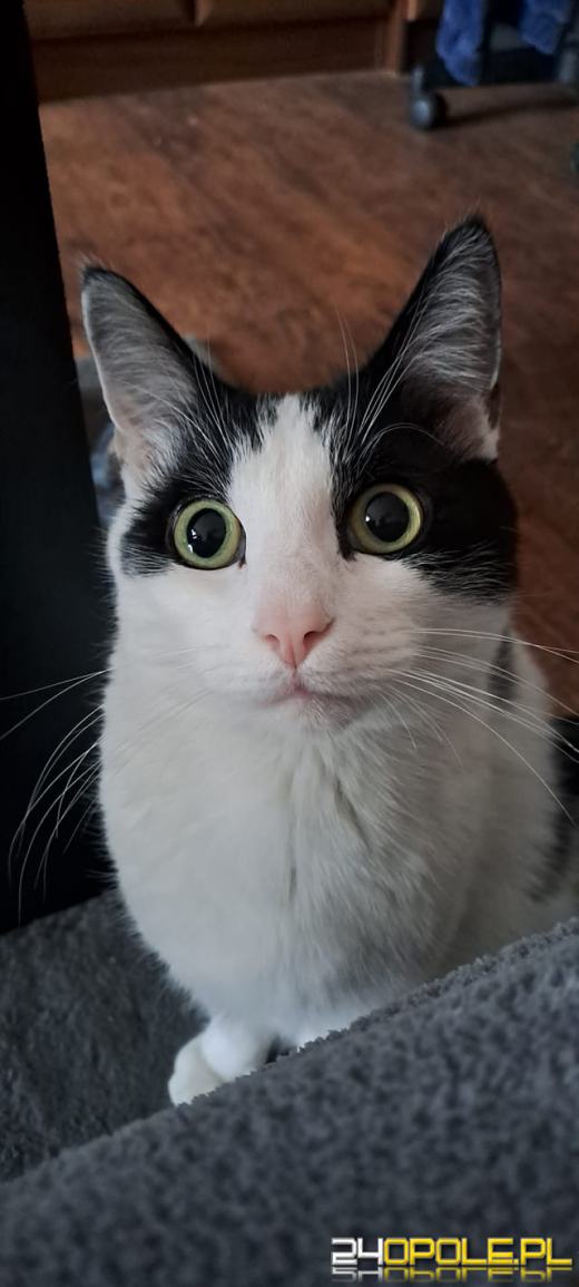 Dziś świętują wszystkie KOTY. Czytelnicy pochwalili się swoimi pupilami