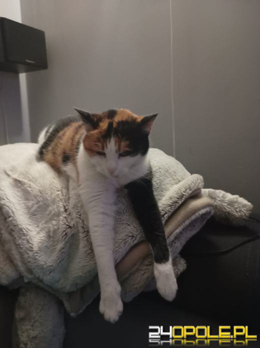 Dziś świętują wszystkie KOTY. Czytelnicy pochwalili się swoimi pupilami