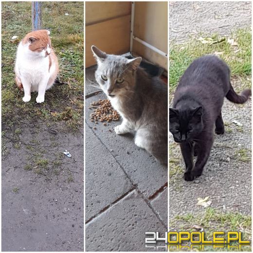 Dziś świętują wszystkie KOTY. Czytelnicy pochwalili się swoimi pupilami