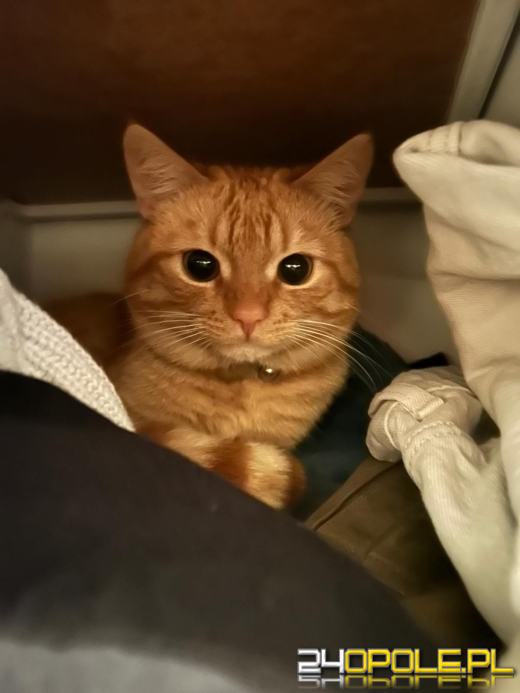 Dziś świętują wszystkie KOTY. Czytelnicy pochwalili się swoimi pupilami