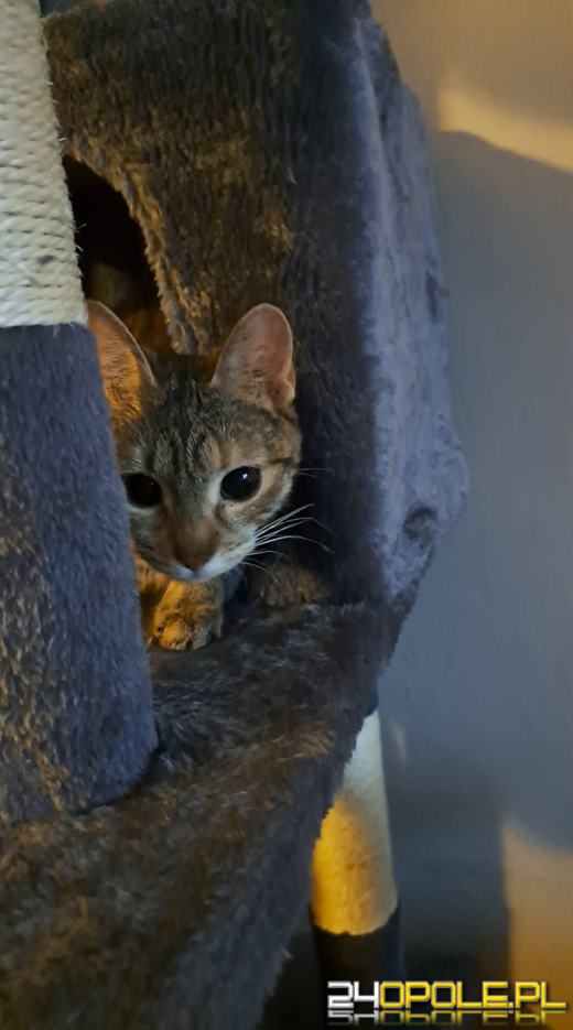 Dziś świętują wszystkie KOTY. Czytelnicy pochwalili się swoimi pupilami