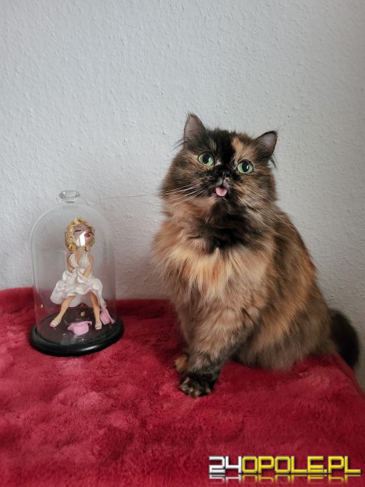 Dziś świętują wszystkie KOTY. Czytelnicy pochwalili się swoimi pupilami