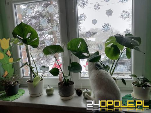 Dziś świętują wszystkie KOTY. Czytelnicy pochwalili się swoimi pupilami