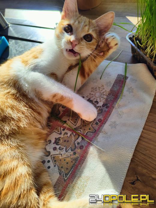 Dziś świętują wszystkie KOTY. Czytelnicy pochwalili się swoimi pupilami