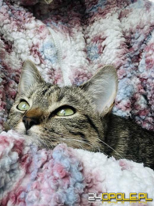 Dziś świętują wszystkie KOTY. Czytelnicy pochwalili się swoimi pupilami