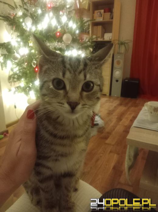 Dziś świętują wszystkie KOTY. Czytelnicy pochwalili się swoimi pupilami