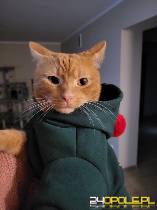 Dziś świętują wszystkie KOTY. Czytelnicy pochwalili się swoimi pupilami