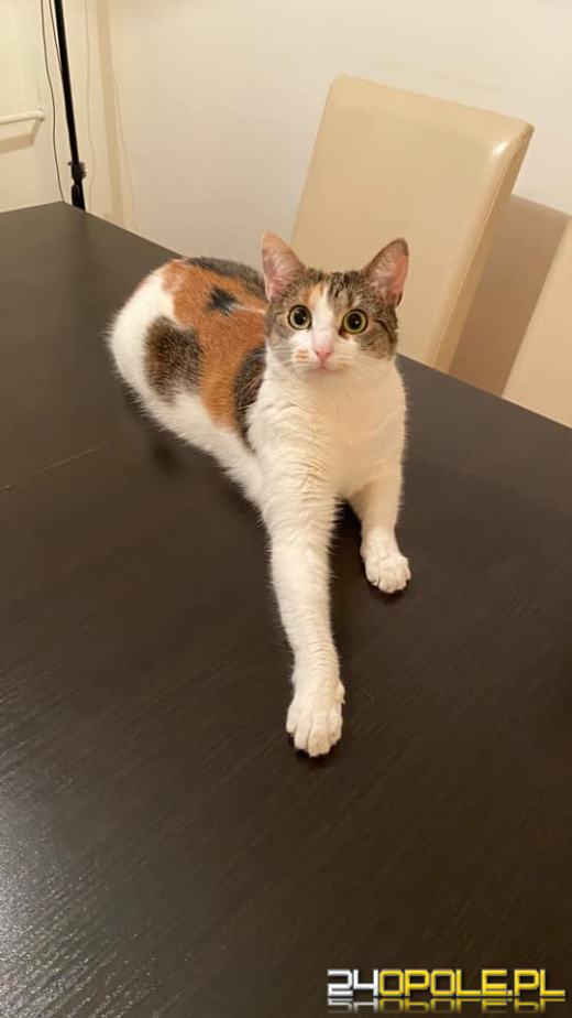 Dziś świętują wszystkie KOTY. Czytelnicy pochwalili się swoimi pupilami