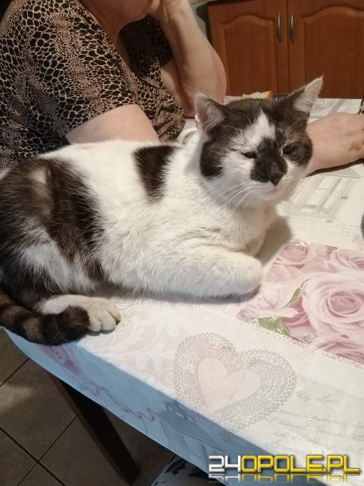 Dziś świętują wszystkie KOTY. Czytelnicy pochwalili się swoimi pupilami