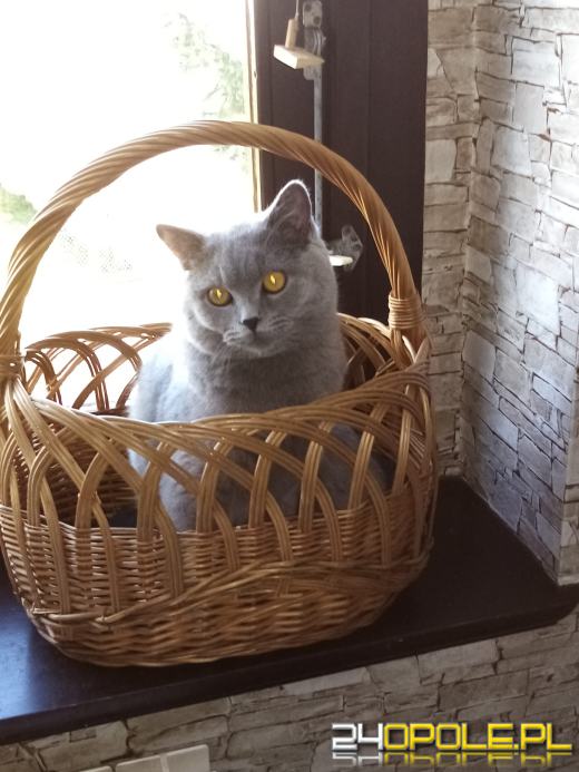 Dziś świętują wszystkie KOTY. Czytelnicy pochwalili się swoimi pupilami