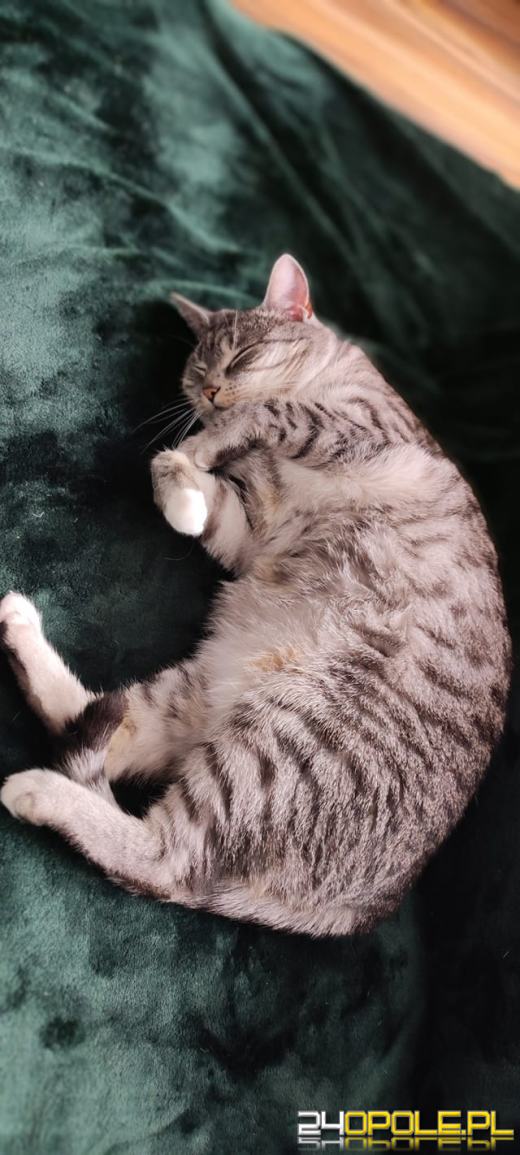 Dziś świętują wszystkie KOTY. Czytelnicy pochwalili się swoimi pupilami