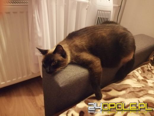 Dziś świętują wszystkie KOTY. Czytelnicy pochwalili się swoimi pupilami