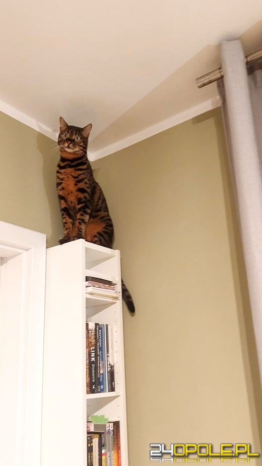 Dziś świętują wszystkie KOTY. Czytelnicy pochwalili się swoimi pupilami