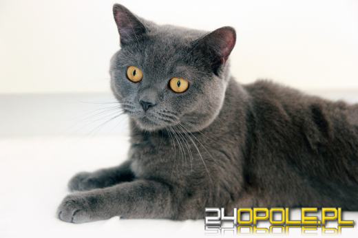 Dziś świętują wszystkie KOTY. Czytelnicy pochwalili się swoimi pupilami