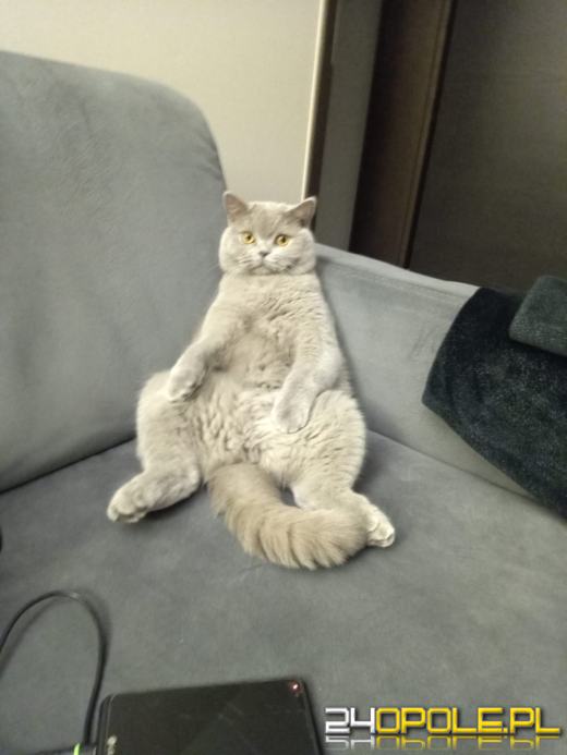 Dziś świętują wszystkie KOTY. Czytelnicy pochwalili się swoimi pupilami