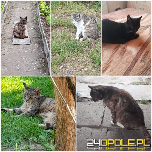 Dziś świętują wszystkie KOTY. Czytelnicy pochwalili się swoimi pupilami