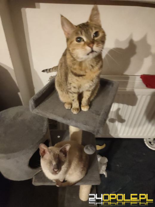 Dziś świętują wszystkie KOTY. Czytelnicy pochwalili się swoimi pupilami