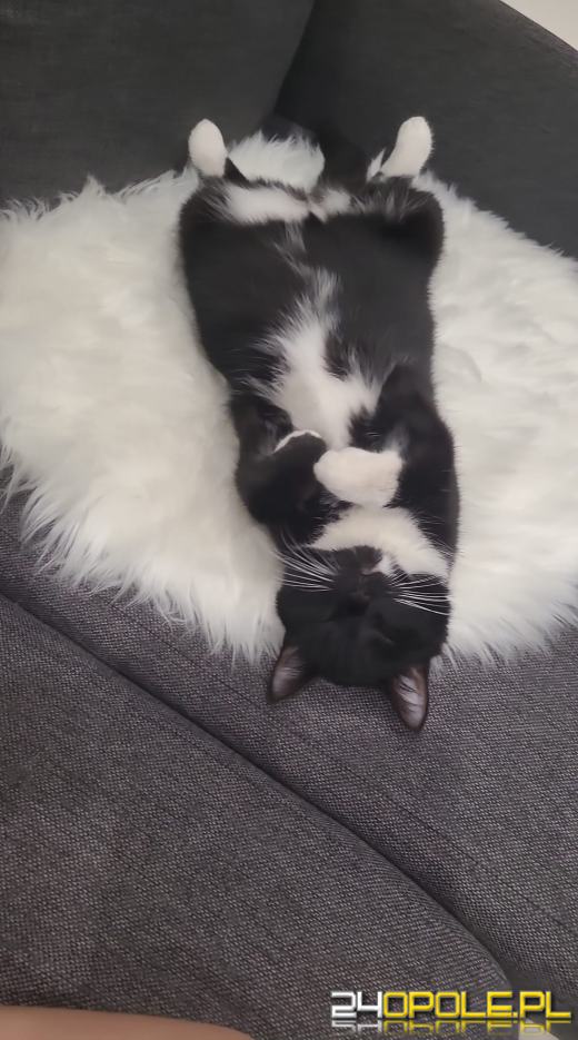 Dziś świętują wszystkie KOTY. Czytelnicy pochwalili się swoimi pupilami