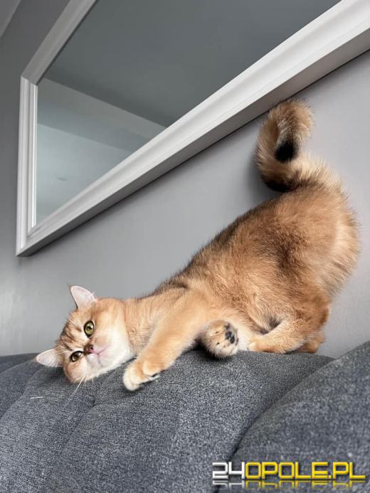 Dziś świętują wszystkie KOTY. Czytelnicy pochwalili się swoimi pupilami