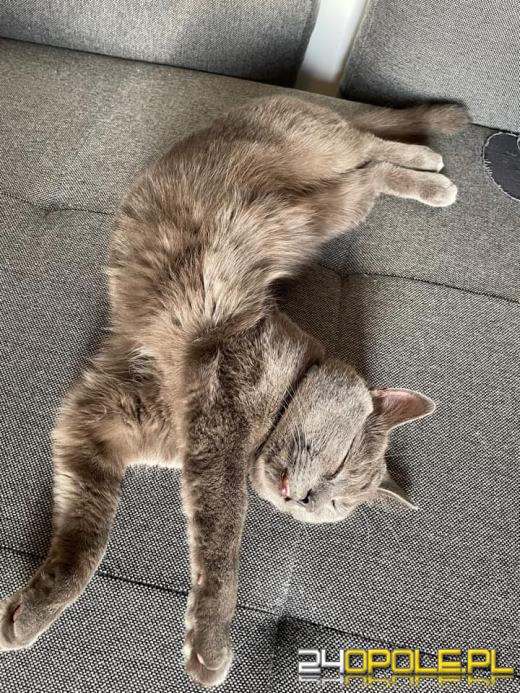 Dziś świętują wszystkie KOTY. Czytelnicy pochwalili się swoimi pupilami