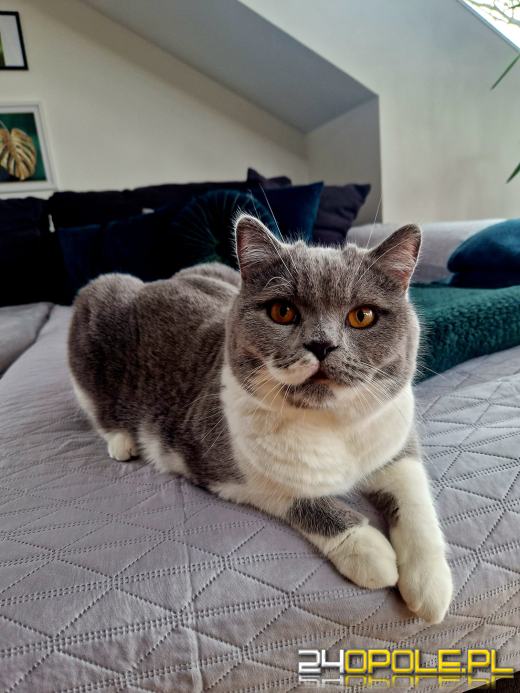 Dziś świętują wszystkie KOTY. Czytelnicy pochwalili się swoimi pupilami