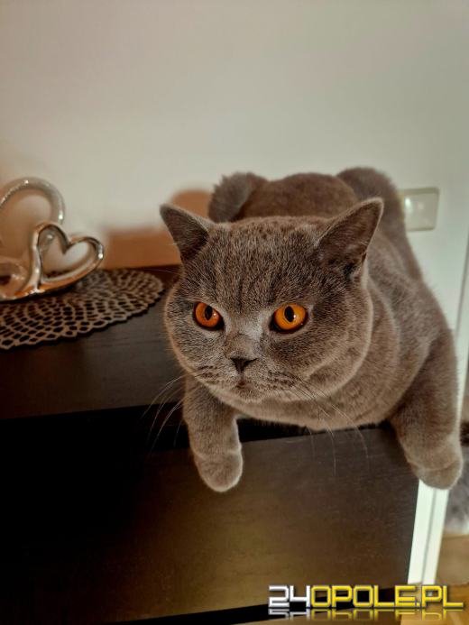 Dziś świętują wszystkie KOTY. Czytelnicy pochwalili się swoimi pupilami