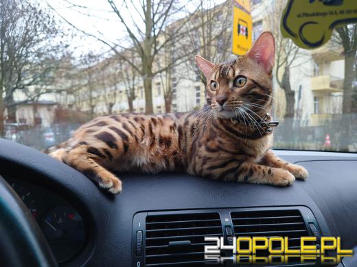 Dziś świętują wszystkie KOTY. Czytelnicy pochwalili się swoimi pupilami