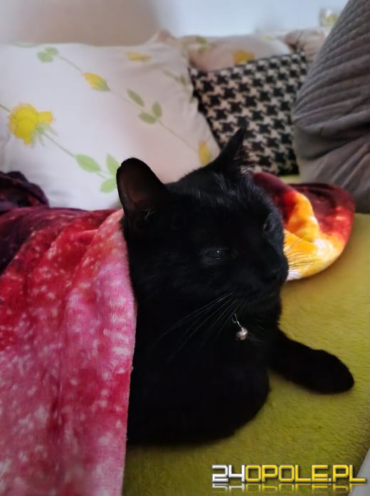 Dziś świętują wszystkie KOTY. Czytelnicy pochwalili się swoimi pupilami