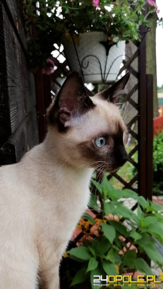 Dziś świętują wszystkie KOTY. Czytelnicy pochwalili się swoimi pupilami