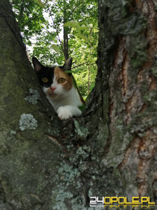 Dziś świętują wszystkie KOTY. Czytelnicy pochwalili się swoimi pupilami