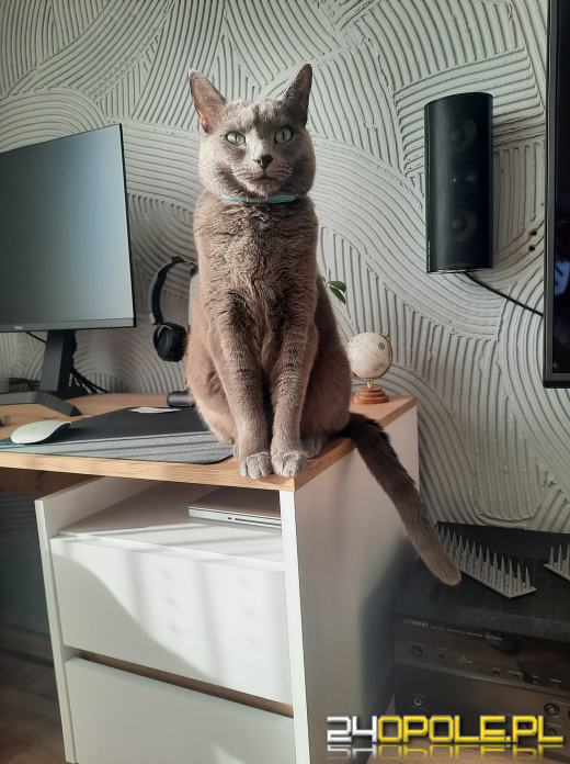 Dziś świętują wszystkie KOTY. Czytelnicy pochwalili się swoimi pupilami