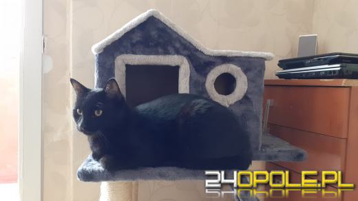 Dziś świętują wszystkie KOTY. Czytelnicy pochwalili się swoimi pupilami