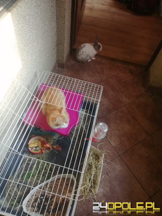 Dziś świętują wszystkie KOTY. Czytelnicy pochwalili się swoimi pupilami