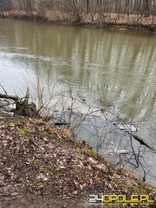 Śnięte ryby w Nysie Kłodzkiej. RZGW opublikowało komunikat