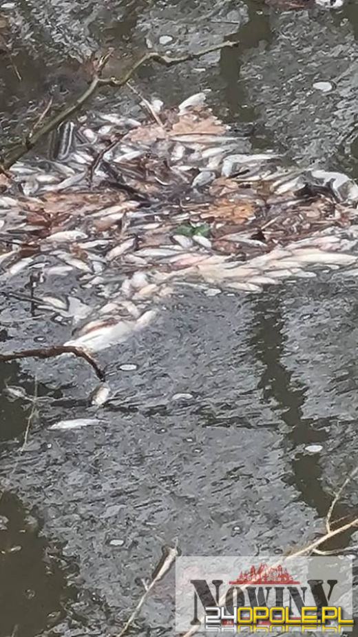 Śnięte ryby w Nysie Kłodzkiej. RZGW opublikowało komunikat