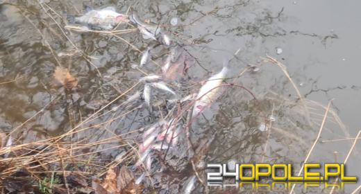 Śnięte ryby w Nysie Kłodzkiej. RZGW opublikowało komunikat