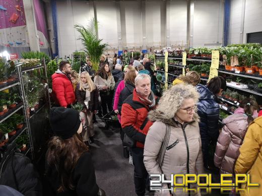Trwa Festiwal Roślin. Toyota Park przeżywa prawdziwe zakupowe oblężenie 