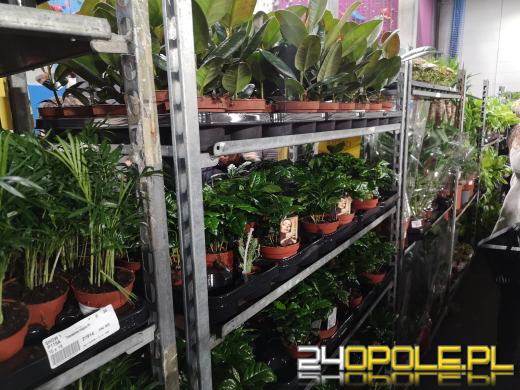 Trwa Festiwal Roślin. Toyota Park przeżywa prawdziwe zakupowe oblężenie 