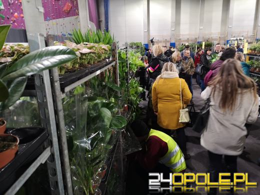 Trwa Festiwal Roślin. Toyota Park przeżywa prawdziwe zakupowe oblężenie 