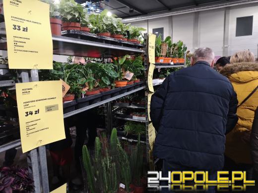 Trwa Festiwal Roślin. Toyota Park przeżywa prawdziwe zakupowe oblężenie 