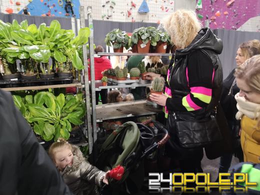 Trwa Festiwal Roślin. Toyota Park przeżywa prawdziwe zakupowe oblężenie 