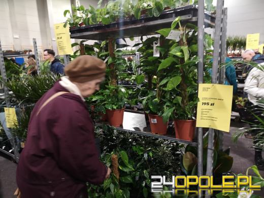 Trwa Festiwal Roślin. Toyota Park przeżywa prawdziwe zakupowe oblężenie 