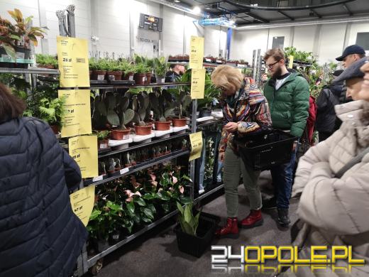 Trwa Festiwal Roślin. Toyota Park przeżywa prawdziwe zakupowe oblężenie 