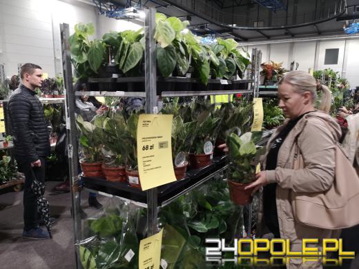 Trwa Festiwal Roślin. Toyota Park przeżywa prawdziwe zakupowe oblężenie 