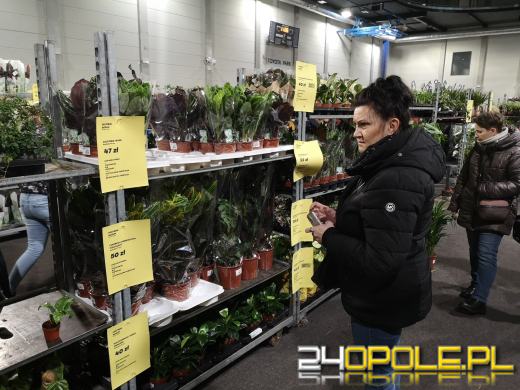 Trwa Festiwal Roślin. Toyota Park przeżywa prawdziwe zakupowe oblężenie 