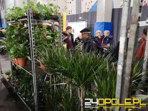 Trwa Festiwal Roślin. Toyota Park przeżywa prawdziwe zakupowe oblężenie 