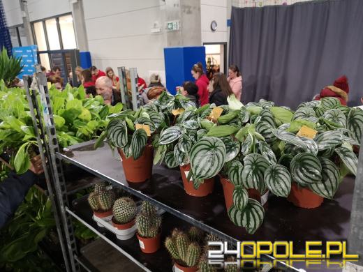 Trwa Festiwal Roślin. Toyota Park przeżywa prawdziwe zakupowe oblężenie 