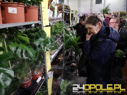 Trwa Festiwal Roślin. Toyota Park przeżywa prawdziwe zakupowe oblężenie 