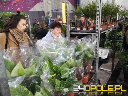 Trwa Festiwal Roślin. Toyota Park przeżywa prawdziwe zakupowe oblężenie 